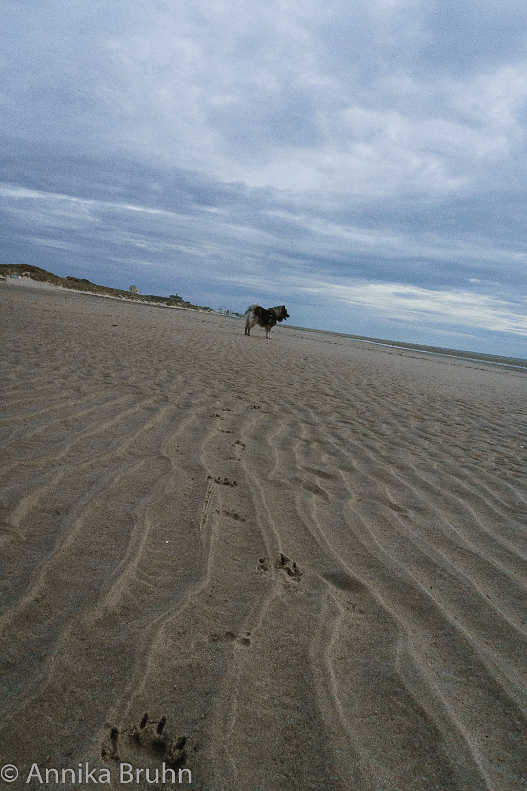 Pfoten im Sand